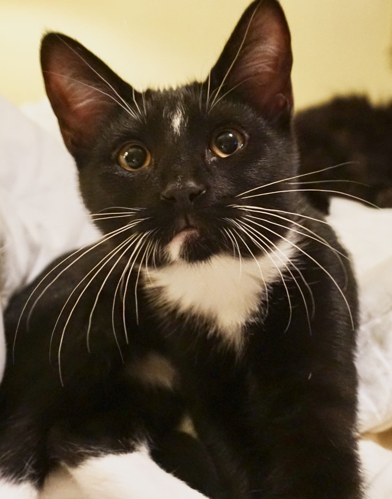 Feta